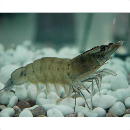 Fresh Pacific White Shrimp