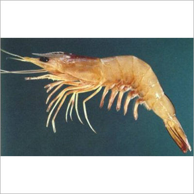 Southern Rough Shrimp