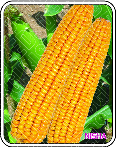 गोल्डन निशा