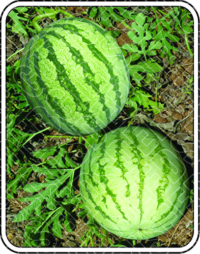 मधुमिता आर