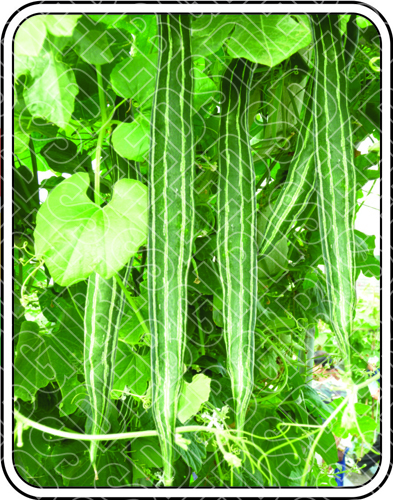 सानिका गोल्ड