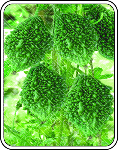 ग्रीन नूरिया