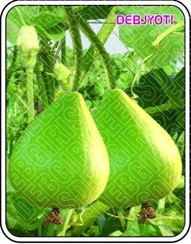 देवज्योति शुद्धता: 99%