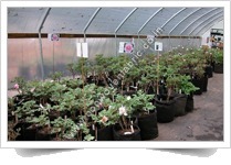 रूट कंट्रोल नॉन वोवन बैग