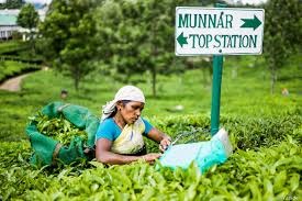 Tea Powder