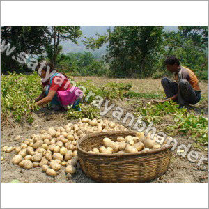 चिप्सोना आलू