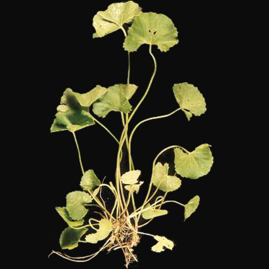 सेंटिला लीव्स ब्रह्मी