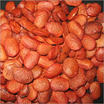 कारंजा सीड्स