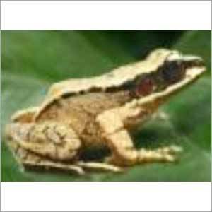 मेंढक नियंत्रण सेवा