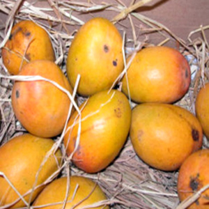 अल्फोंसो आम