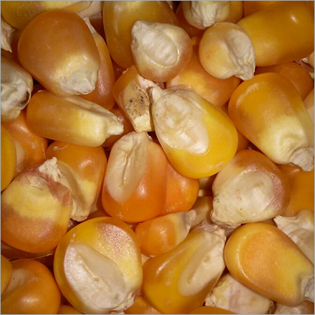 पीला मकई अनाज