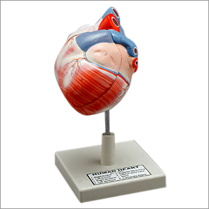 हृदय मॉडल