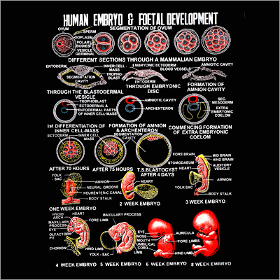 मानव भ्रूण एवं भ्रूण विकास चार्ट