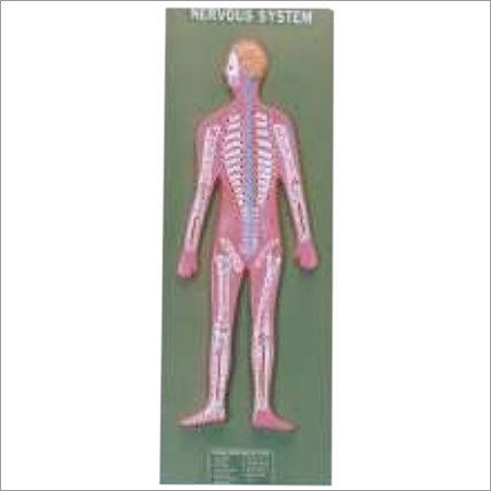 HUMAN NERVOUS SYSTEM 