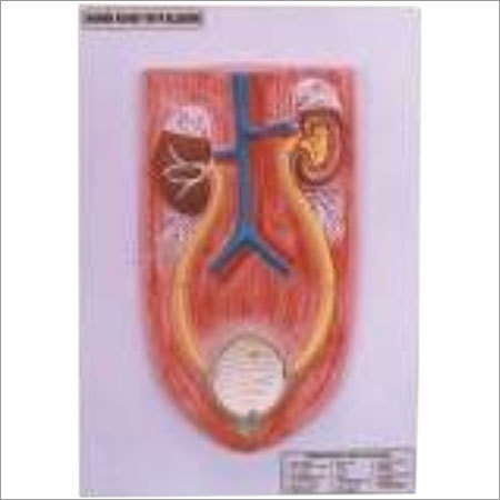  KIDNEY WITH BLADDER  