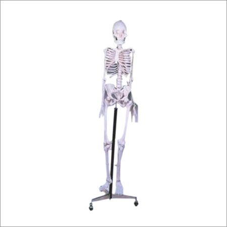 HUMAN SKELETON