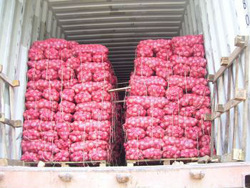 Bangalore Rose Onion