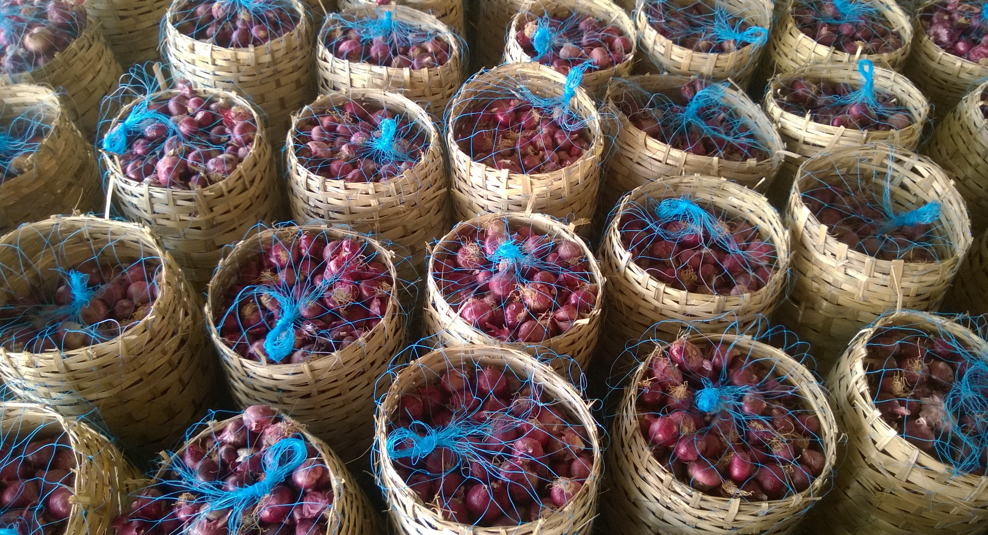 Bangalore Rose Onion