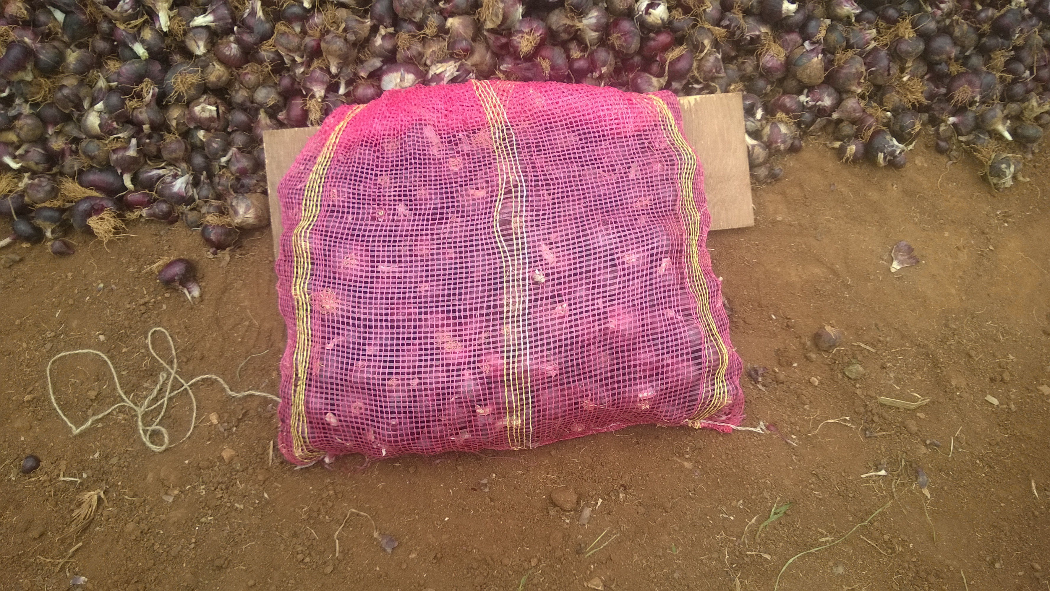 Bangalore Rose Onion