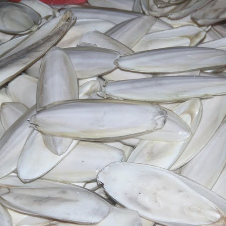 सफेद कटेलफिश हड्डी