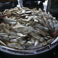 Cuttle Fish Bone Cleaning With Fresh Water at Best Price in Alappuzha ...