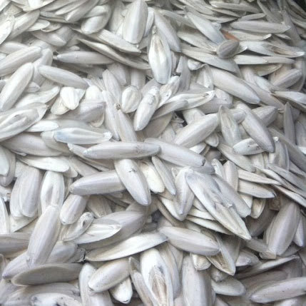 साफ़ करने के लिए तैयार कट्टल मछली की हड्डी
