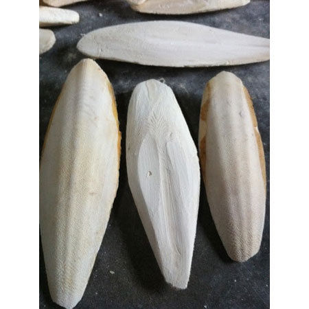 Full Trimmed Cuttlefish Bone