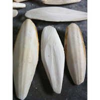 पूर्ण छंटनी कटलफिश हड्डी