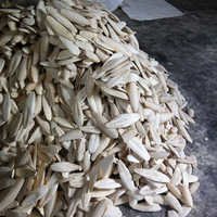 ताजा कटलफिश हड्डी