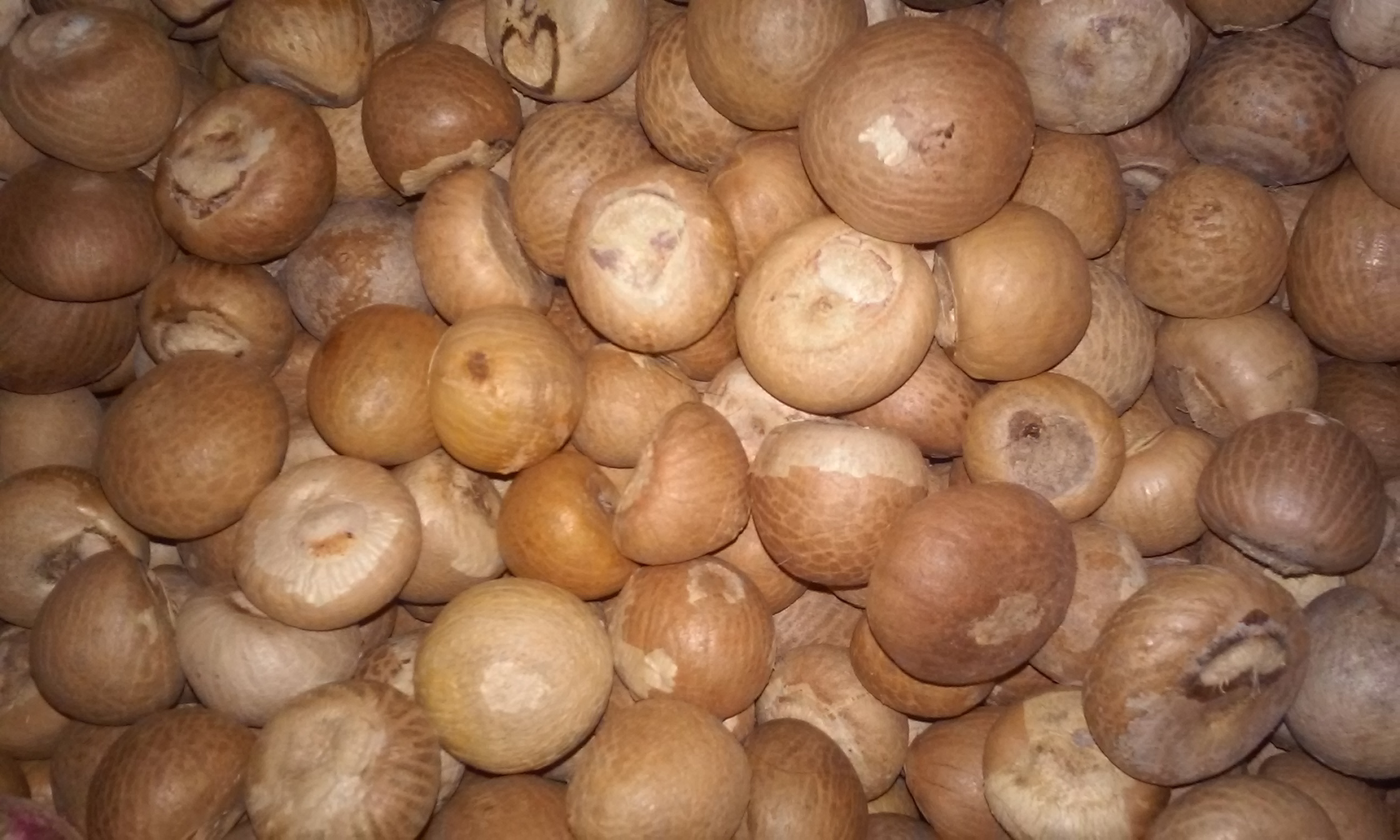 Betel Nuts