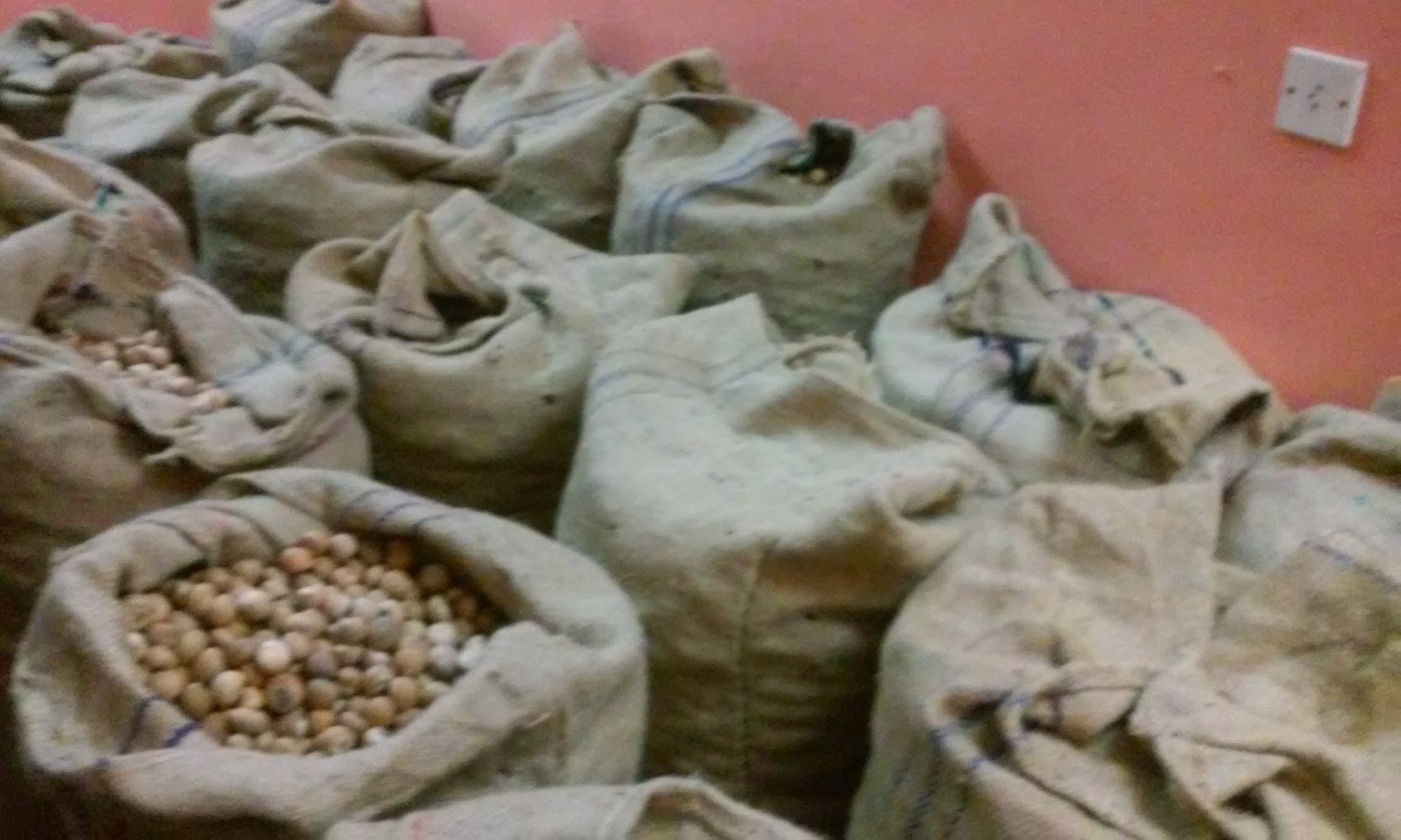 Betel Nuts