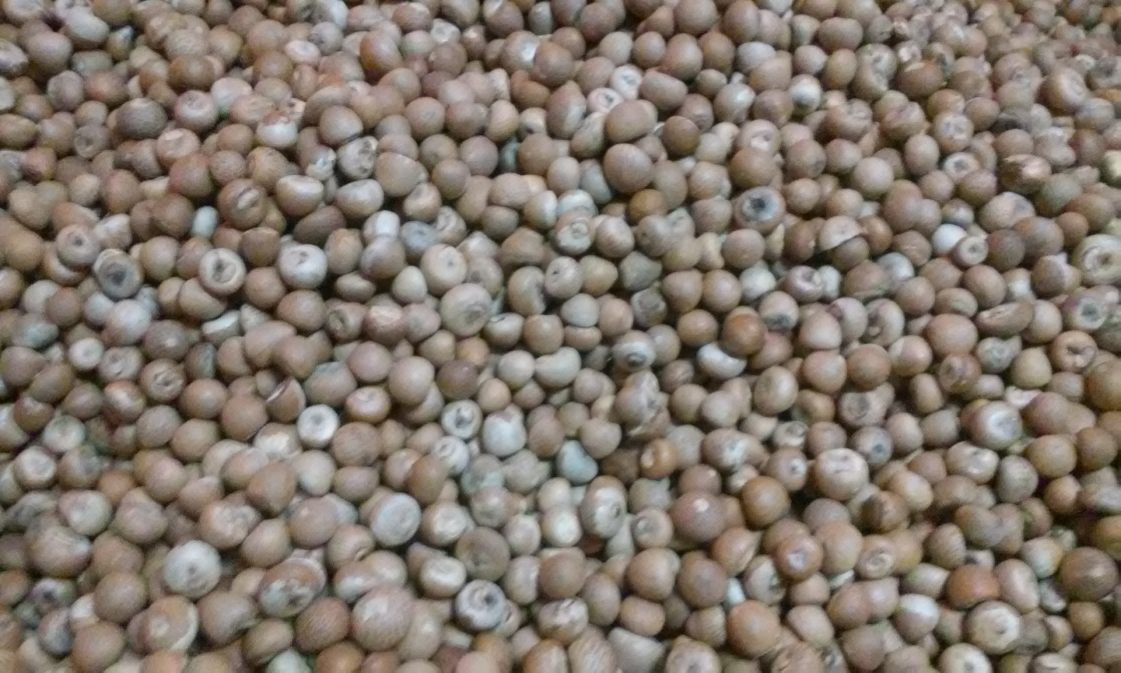 Betel Nuts