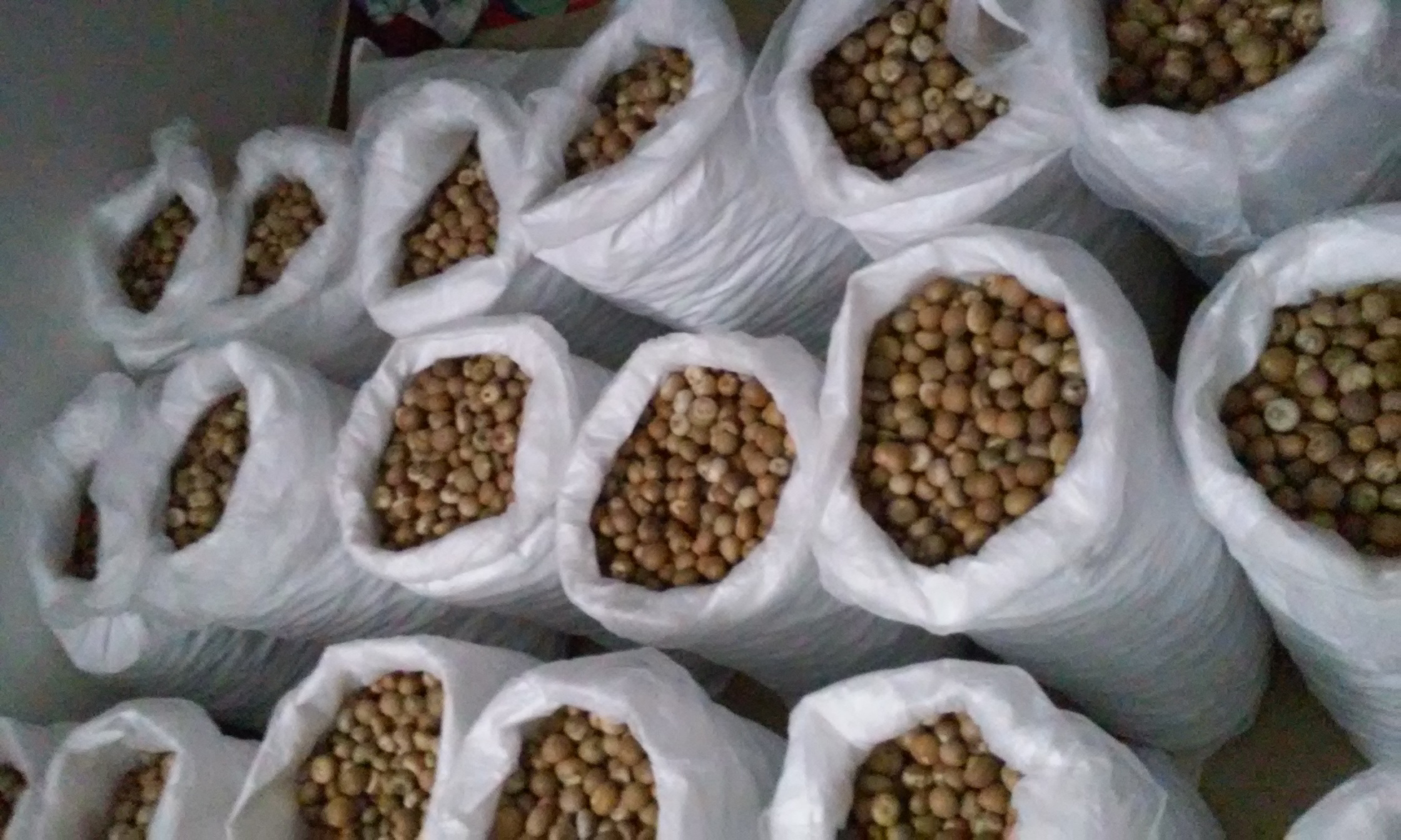 Betel Nuts