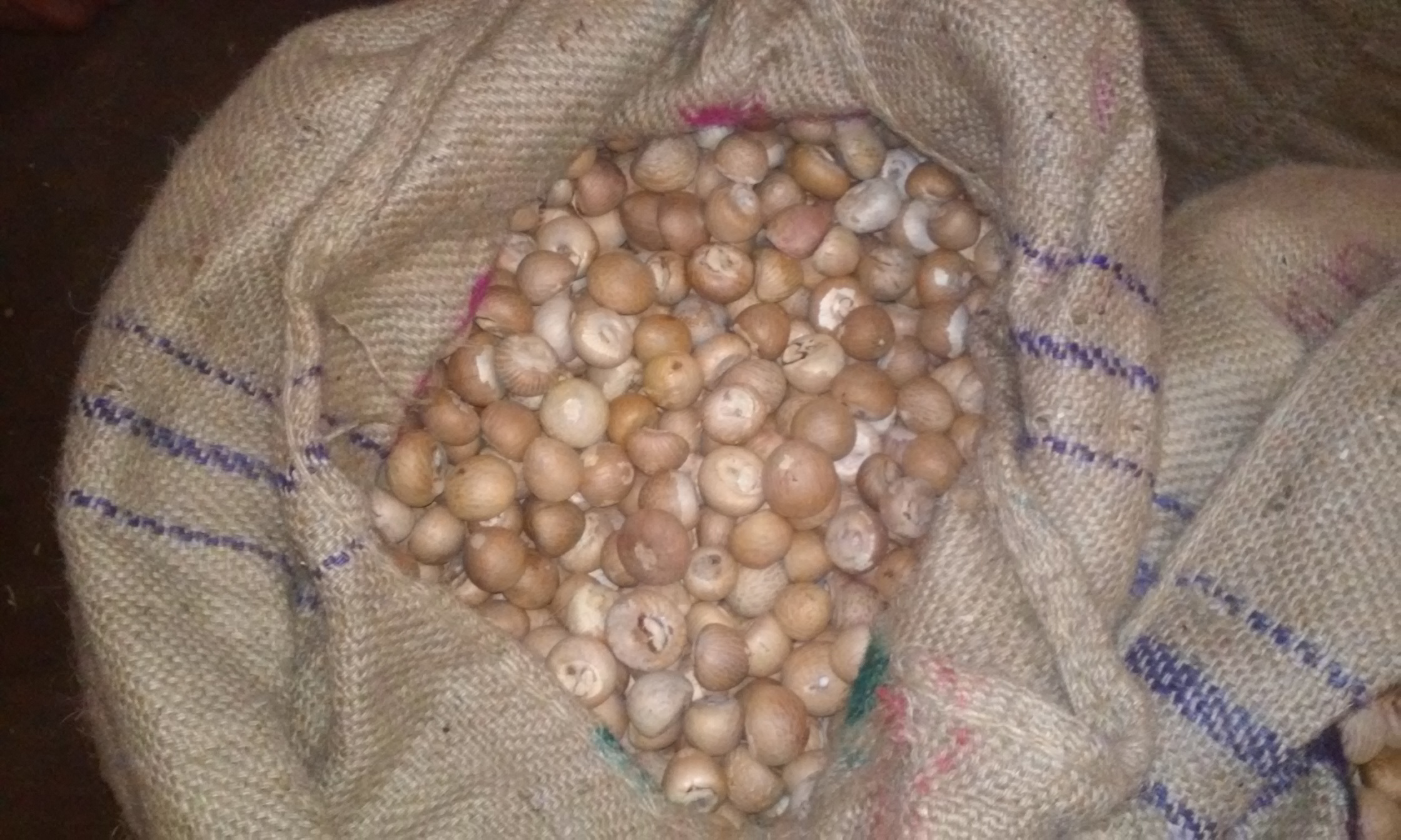 Betel Nuts
