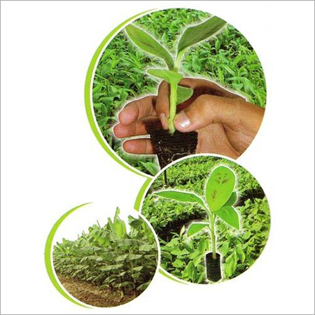 टिश्यू कल्चर केले के पौधे