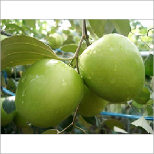 सेब बेर पौधे