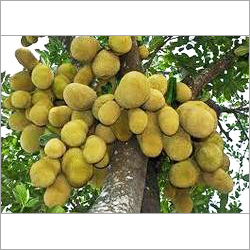 जैक फ्रूट्स
