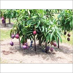 गुलाब खास का पौधा