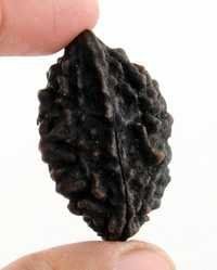 Rare 2 Mukhi 40mm Natural Rudraksha Bead