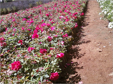 इंडोर फ्लावर प्लांट्स