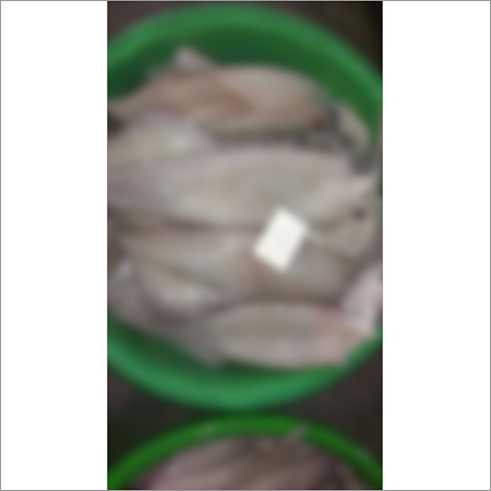 Squid Fish