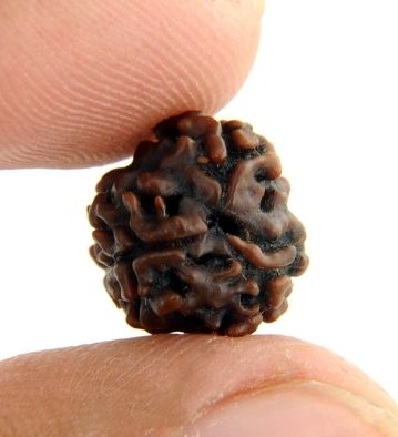 Certified 7 Mukhi Certified Rudraksha Bead