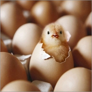 Poultry Broiler Chicken