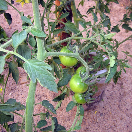 हरा टमाटर