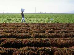 Organic Manures