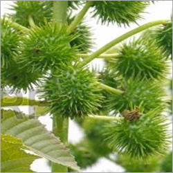 हरे कास्टर पौधे