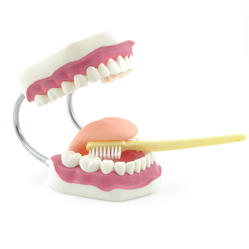 Dental Care Model Big
