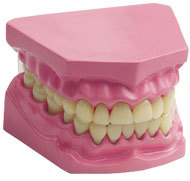 Dental Model Med.Size