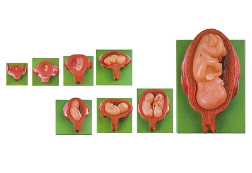 Embryonic Development