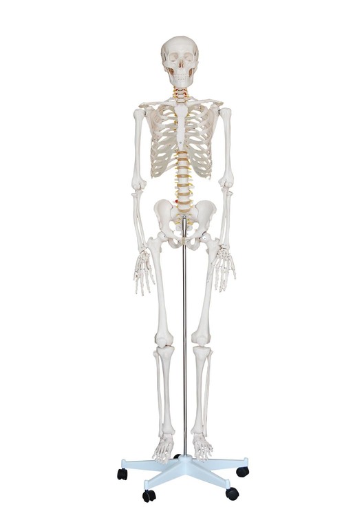 Skeleton Articulated 180cm